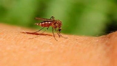 Prevención de las picaduras de mosquitos